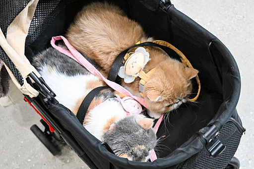 画像ギャラリー No.063のサムネイル画像 / 犬猫のお写真をいっぱい撮っただけでゴメンナサイ！　おもしろワンニャンアイテムたくさんの“インターペット2026”