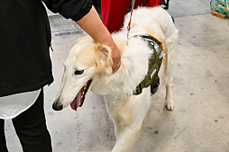 画像ギャラリー No.066のサムネイル画像 / 犬猫のお写真をいっぱい撮っただけでゴメンナサイ！　おもしろワンニャンアイテムたくさんの“インターペット2026”