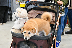 画像ギャラリー No.069のサムネイル画像 / 犬猫のお写真をいっぱい撮っただけでゴメンナサイ！　おもしろワンニャンアイテムたくさんの“インターペット2026”