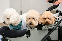 画像ギャラリー No.070のサムネイル画像 / 犬猫のお写真をいっぱい撮っただけでゴメンナサイ！　おもしろワンニャンアイテムたくさんの“インターペット2026”