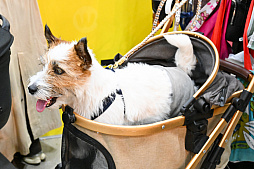 画像ギャラリー No.072のサムネイル画像 / 犬猫のお写真をいっぱい撮っただけでゴメンナサイ！　おもしろワンニャンアイテムたくさんの“インターペット2026”