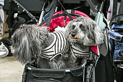 画像ギャラリー No.076のサムネイル画像 / 犬猫のお写真をいっぱい撮っただけでゴメンナサイ！　おもしろワンニャンアイテムたくさんの“インターペット2026”