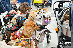 画像ギャラリー No.078のサムネイル画像 / 犬猫のお写真をいっぱい撮っただけでゴメンナサイ！　おもしろワンニャンアイテムたくさんの“インターペット2026”