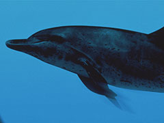 ARTDINK GAME LOG�ץ�����������2�ơ֥������Ρ��Ȥε����פΥץ쥤�ࡼ�ӡ��������ˡ�4��23����ȯ���ʻ���ƥ�����Ⳬ��