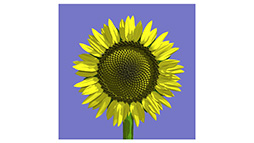 画像ギャラリー No.007のサムネイル画像 / 西川善司が見た「E3 2014のゲームグラフィックス最前線」(1) 最新世代のゲームは自動生成で宇宙を作り,物理法則どおりにボールを動かす?