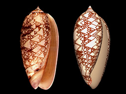 画像ギャラリー No.029のサムネイル画像 / 西川善司が見た「E3 2014のゲームグラフィックス最前線」(1) 最新世代のゲームは自動生成で宇宙を作り,物理法則どおりにボールを動かす?