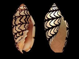 画像ギャラリー No.030のサムネイル画像 / 西川善司が見た「E3 2014のゲームグラフィックス最前線」(1) 最新世代のゲームは自動生成で宇宙を作り,物理法則どおりにボールを動かす?