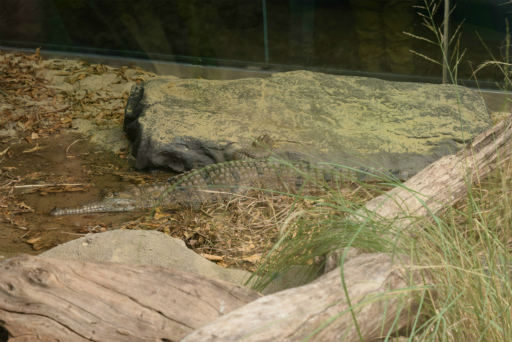 画像ギャラリー No.006のサムネイル画像 / 「Xbox Showcase」がシドニーで開催。Xbox One Xや今後の展開,最新タイトルがお披露目に