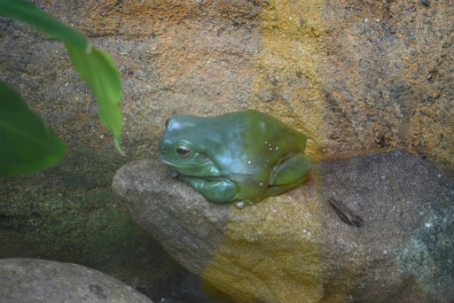 画像ギャラリー No.007のサムネイル画像 / 「Xbox Showcase」がシドニーで開催。Xbox One Xや今後の展開,最新タイトルがお披露目に