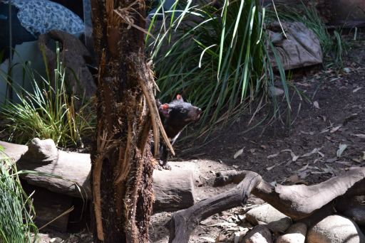 画像ギャラリー No.008のサムネイル画像 / 「Xbox Showcase」がシドニーで開催。Xbox One Xや今後の展開,最新タイトルがお披露目に