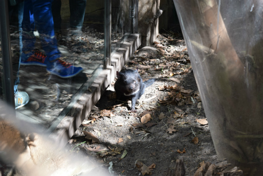 画像ギャラリー No.009のサムネイル画像 / 「Xbox Showcase」がシドニーで開催。Xbox One Xや今後の展開,最新タイトルがお披露目に