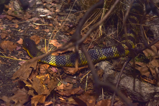 画像ギャラリー No.010のサムネイル画像 / 「Xbox Showcase」がシドニーで開催。Xbox One Xや今後の展開,最新タイトルがお披露目に