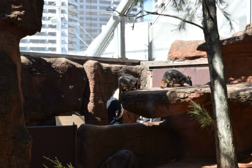 画像ギャラリー No.013のサムネイル画像 / 「Xbox Showcase」がシドニーで開催。Xbox One Xや今後の展開,最新タイトルがお披露目に