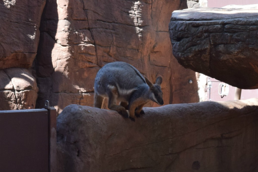 画像ギャラリー No.016のサムネイル画像 / 「Xbox Showcase」がシドニーで開催。Xbox One Xや今後の展開,最新タイトルがお披露目に