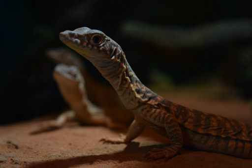 画像ギャラリー No.018のサムネイル画像 / 「Xbox Showcase」がシドニーで開催。Xbox One Xや今後の展開,最新タイトルがお披露目に