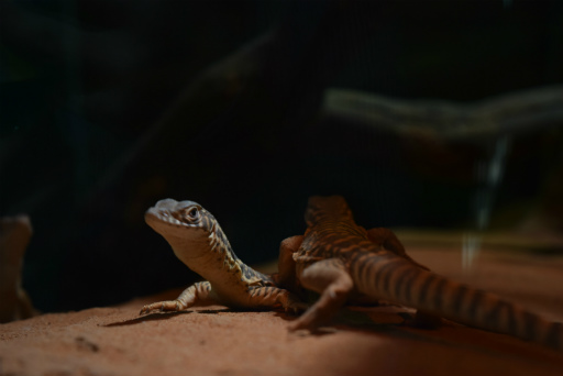 画像ギャラリー No.019のサムネイル画像 / 「Xbox Showcase」がシドニーで開催。Xbox One Xや今後の展開,最新タイトルがお披露目に