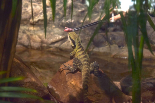 画像ギャラリー No.021のサムネイル画像 / 「Xbox Showcase」がシドニーで開催。Xbox One Xや今後の展開,最新タイトルがお披露目に