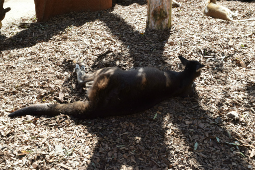 画像ギャラリー No.022のサムネイル画像 / 「Xbox Showcase」がシドニーで開催。Xbox One Xや今後の展開,最新タイトルがお披露目に