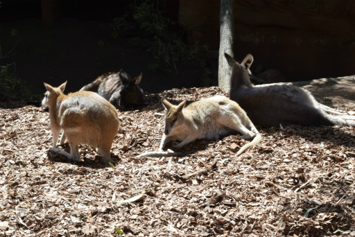 画像ギャラリー No.023のサムネイル画像 / 「Xbox Showcase」がシドニーで開催。Xbox One Xや今後の展開,最新タイトルがお披露目に