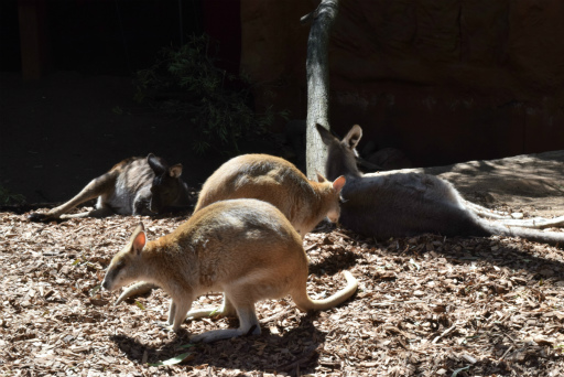 画像ギャラリー No.024のサムネイル画像 / 「Xbox Showcase」がシドニーで開催。Xbox One Xや今後の展開,最新タイトルがお披露目に