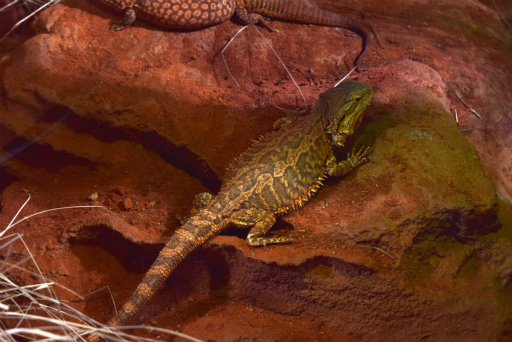 画像ギャラリー No.029のサムネイル画像 / 「Xbox Showcase」がシドニーで開催。Xbox One Xや今後の展開,最新タイトルがお披露目に