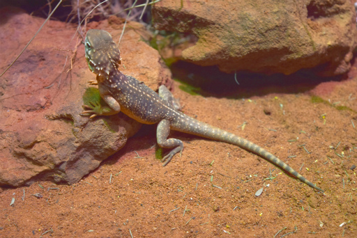 画像ギャラリー No.030のサムネイル画像 / 「Xbox Showcase」がシドニーで開催。Xbox One Xや今後の展開,最新タイトルがお披露目に