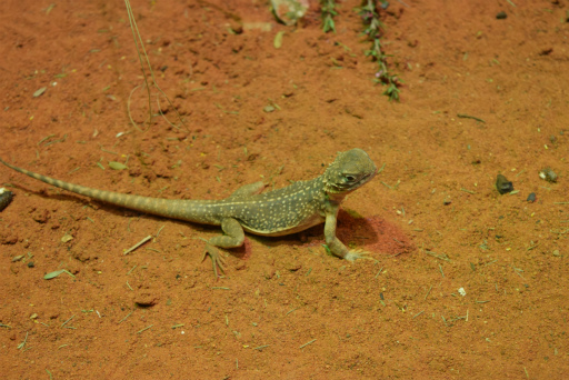 画像ギャラリー No.031のサムネイル画像 / 「Xbox Showcase」がシドニーで開催。Xbox One Xや今後の展開,最新タイトルがお披露目に