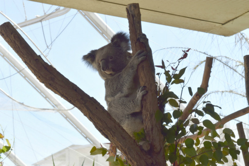 画像ギャラリー No.038のサムネイル画像 / 「Xbox Showcase」がシドニーで開催。Xbox One Xや今後の展開,最新タイトルがお披露目に