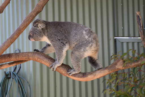 画像ギャラリー No.040のサムネイル画像 / 「Xbox Showcase」がシドニーで開催。Xbox One Xや今後の展開,最新タイトルがお披露目に