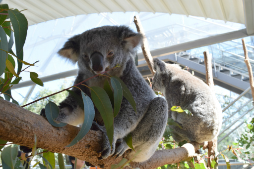 画像ギャラリー No.069のサムネイル画像 / 「Xbox Showcase」がシドニーで開催。Xbox One Xや今後の展開,最新タイトルがお披露目に