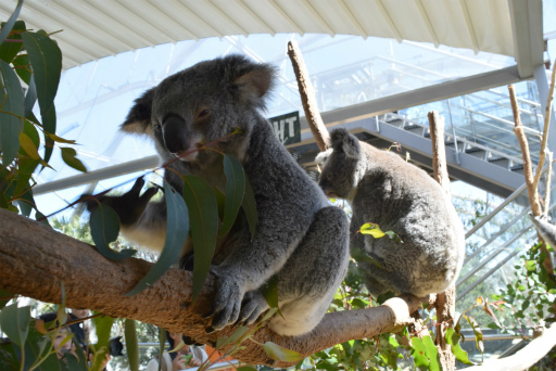 画像ギャラリー No.070のサムネイル画像 / 「Xbox Showcase」がシドニーで開催。Xbox One Xや今後の展開,最新タイトルがお披露目に