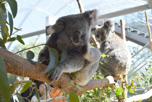 画像ギャラリー No.071のサムネイル画像 / 「Xbox Showcase」がシドニーで開催。Xbox One Xや今後の展開,最新タイトルがお披露目に