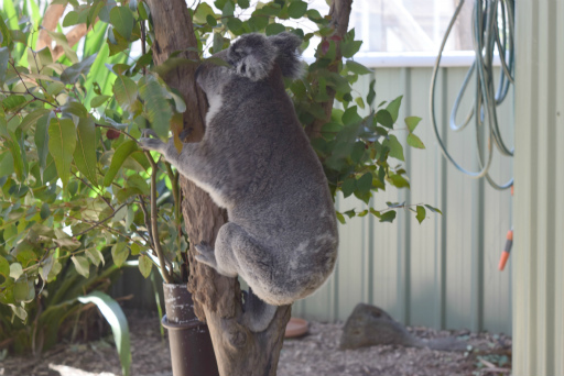 画像ギャラリー No.072のサムネイル画像 / 「Xbox Showcase」がシドニーで開催。Xbox One Xや今後の展開,最新タイトルがお披露目に