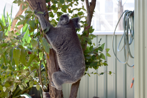 画像ギャラリー No.073のサムネイル画像 / 「Xbox Showcase」がシドニーで開催。Xbox One Xや今後の展開,最新タイトルがお披露目に