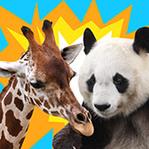 ���������꡼ No.006�Υ���ͥ������ / ����ۡ��ߵ��ܡ�CA��£���Х��륲������������ӥ���mspo�פ��󶡳��ϡ�������˾��äƳ��������ݥ���Ȥ򥮥եȷ��ȸ򴹤Ǥ���