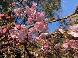 画像ギャラリー No.008のサムネイル画像 / リアル宝探し「エノシマトレジャー」が位置情報ゲームとして復刻開催