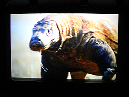 ꡼ No.010Υͥ / BBCζƱץȡOrbi Yokohamaסʥӥ͡ˤ2013ǯ819˥ץ󡣥ץ쥹˳Ť줿ͤݡ