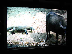 ꡼ No.011Υͥ / BBCζƱץȡOrbi Yokohamaסʥӥ͡ˤ2013ǯ819˥ץ󡣥ץ쥹˳Ť줿ͤݡ