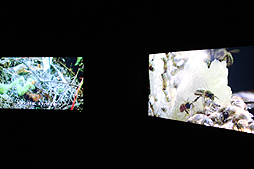 ꡼ No.015Υͥ / BBCζƱץȡOrbi Yokohamaסʥӥ͡ˤ2013ǯ819˥ץ󡣥ץ쥹˳Ť줿ͤݡ