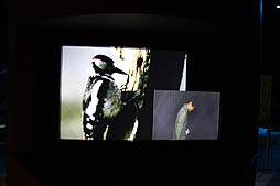 ꡼ No.020Υͥ / BBCζƱץȡOrbi Yokohamaסʥӥ͡ˤ2013ǯ819˥ץ󡣥ץ쥹˳Ť줿ͤݡ