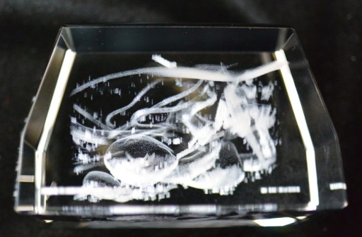 ꡼ No.006Υͥ / ֥ɥ˥εΡץ饦ɥեǥ󥰤3Dꥹ륢Ȥοճ