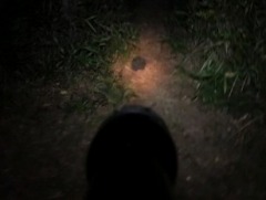 日本一ソフトウェアがティザーサイトをオープン。夜道を懐中電灯の明かりが照らす謎のティザームービーが公開に