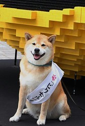 ���������꡼ No.005�Υ���ͥ������ / �֥ԥ�����׿��ɤ˥֥��å�8���ԡ����������Ķ����ѥå��ޥ󤬽и�