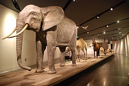 ꡼ No.053 | ɥ쥹ǥΥɥϢˮʪۤǡ鸽ޤǤηˤޤĤ뤢줳ǽƤ