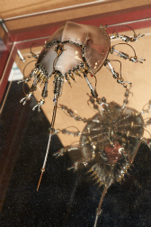 ���������꡼ No.258�Υ���ͥ������ / �������ե����ƥ��Х�2018�βơϤ����š�������Ϥ��濴�ˤ��Ĥġ����ȼ�̣�����ä��ե��ȥ�ݡ��Ȥ�Ǻ�