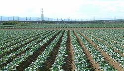 画像ギャラリー No.005のサムネイル画像 / 埼玉名産・ブロッコリーの収穫気分を味わえるクレーンゲームが11月27日にエブリデイ行田店で稼働開始