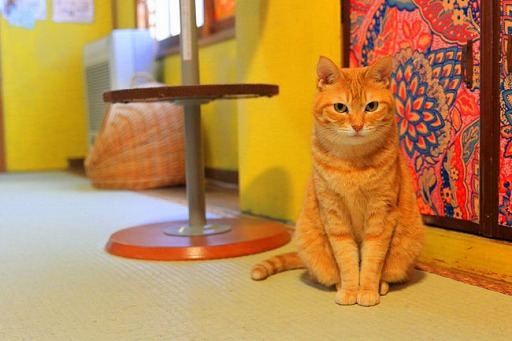 画像ギャラリー No.007のサムネイル画像 / アニメイトガールズフェスティバル2019,「ダンキラ!!!」や「WAVE!!」など5タイトルとの限定スペシャルコラボイラストが公開