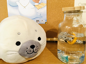 ���������꡼ No.005�Υ���ͥ������ / �ܡ��ɥ��������򤭥��ե���AsoVIVA JOKer�פ�Ź��¸³����Ū�˥��饦�ɥե���ǥ��󥰤�»���