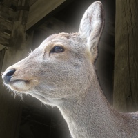 画像ギャラリー No.004のサムネイル画像 / マーベラスによる開発者支援プログラム「インディーゲームインキュベーター」が始動。その狙いをキーパーソンに聞いた