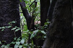 画像集#018のサムネイル/「Pok&#00233;mon Wonder」発表会＆先行体験会レポート。よみうりランドの広大な森の中で“ポケモンの原点”を体験しよう